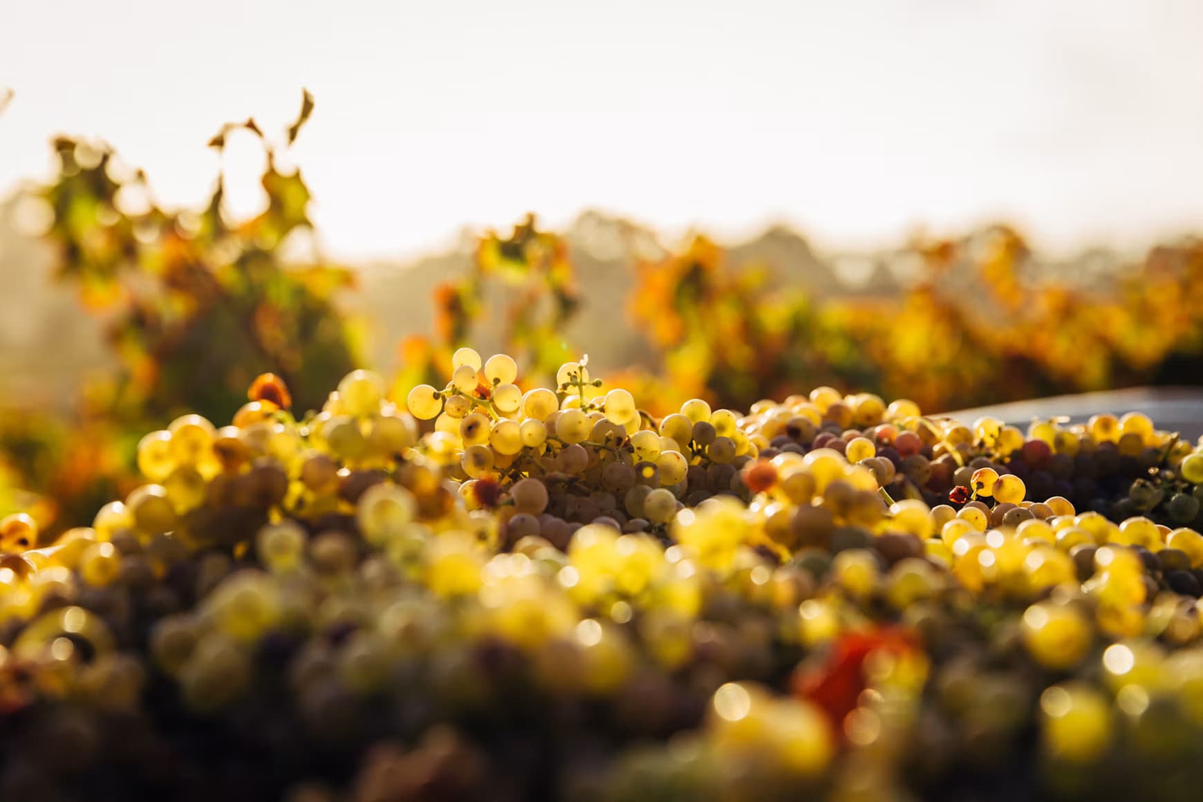 Grapes for wine making